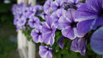 Petunias