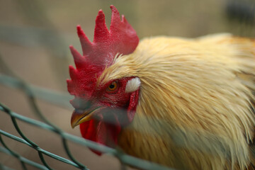 Chickens and a rooster in the coop