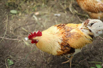 Chickens and a rooster in the coop