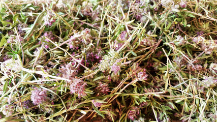 Thyme grass. Medicinal herb thyme. Torn grass creeping thyme in summer.
