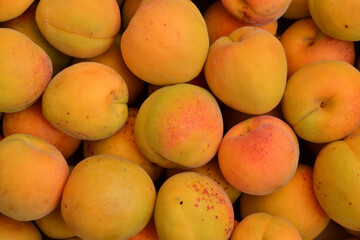Apricots background. Fresh organic apricot fruits. Countryside garden harvest. Fruit salad, smoothie, pie and jam ingredient.