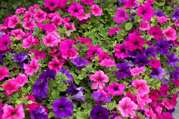 close up on flowered petunia plant