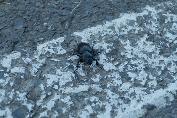big black beetle on ground