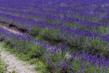 Naklejka na ściany i meble Beautiful lavender field as far as the eye can see in the Tuscan countryside near Santa Luce, Pisa, Italy