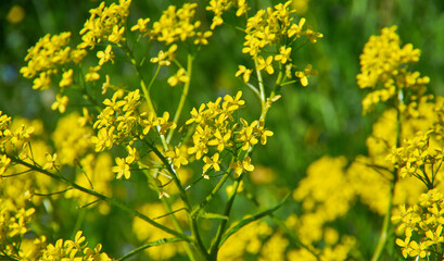 Barbarea vulgaris