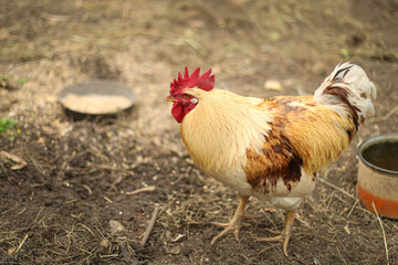 Chickens and a rooster in the coop