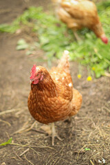 Chickens and a rooster in the coop