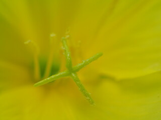 Bienen sammeln den Nektar von der gemeinen Nachtkerze, Oenothera biennis