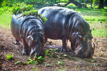Two hippopotamuses amphibious (hippo) are standing and eating in the wildlife reserve on the grass,...