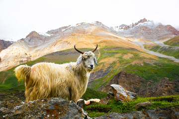 himalaya goat