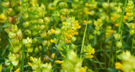 Rhinanthus angustifolius
