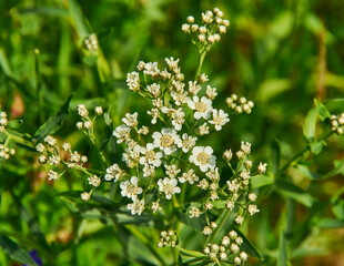 Capsella bursa-pastoris