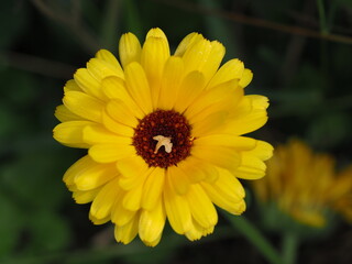 Ringelblume (Calendula officinalis) im Regen und in der Sonne
