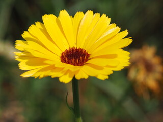 Ringelblume (Calendula officinalis) im Regen und in der Sonne