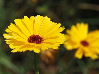 Ringelblume (Calendula officinalis) im Regen und in der Sonne