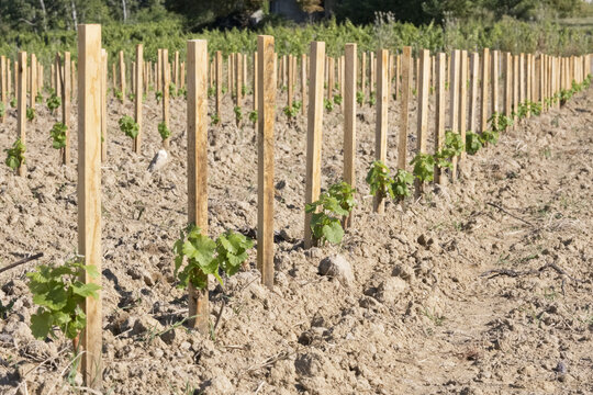 Jeune pousse de vigne