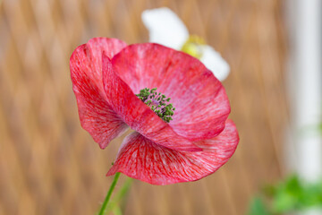 Vivid green pollen of a red mauve poppy flower of Mother of Pearl heirloom variety on a sunny day...