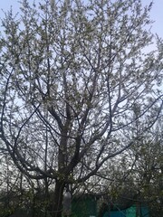 Obraz premium trees and sky