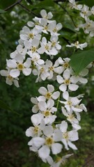 Blossoming branch of a bird cherry in the summer. Cherry blossom. Bird cherry.
