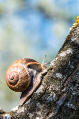 large grape snail crawls on a tree in the garden