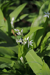 Obraz premium Bärlauch