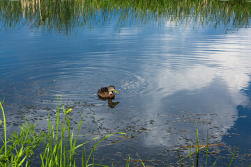 Wild little duck floats on the Albertinskoe lake in Belarus. Bulrush, blue water, grass along the shore. Summer holidays in Belarus. A couple of minutes before a thunderstorm. 