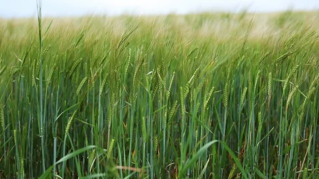 Tall ears of wheat on a field