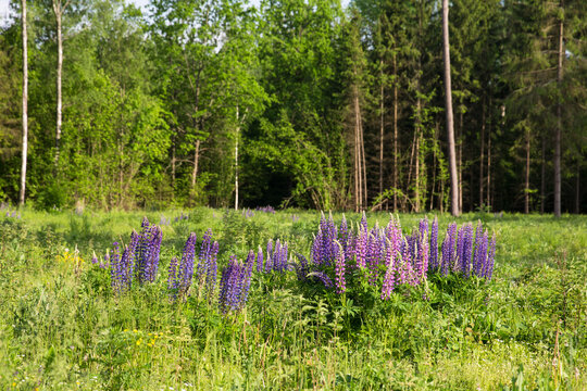 Fields with blooming lupins of different shades of violet. The aroma of meadow flowers. Lupins in the forest in Belarus.
