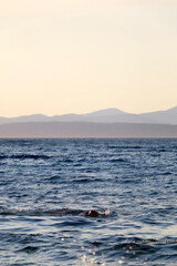 Unrecognizable person swimming at sunset. Beach in Sutivan, island Brac, Croatia. Selective focus.