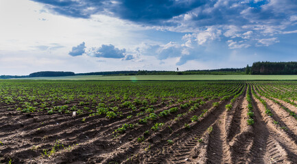 Fototapeta na wymiar Growing potatoes in the fields of Belarus. Smooth plowed ridges. Young fresh foliage of potatoes. Summer sunny day.