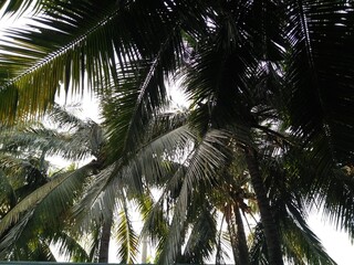 coconut palm tree