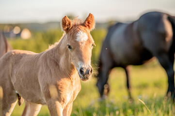 Obraz premium Ładny mały uroczy koń źrebię w zachód słońca na łące. Puszysta, piękna, zdrowa klaczka.