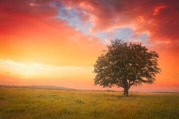 beautiful lonely tree at sunset