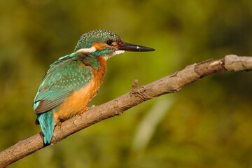 Common kingfisher on branch looking at his partner in distance. Alcedo atthis.