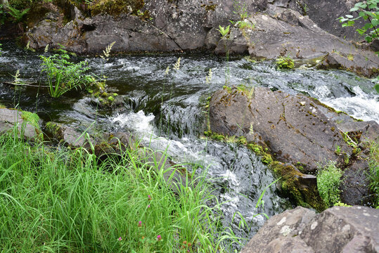 Tender grass, mountain clover and mountain stream flowing into Kivach waterfall
