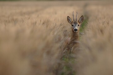 Roe buck in high rye looking to the camera.Male animal in agricultural country. Capreolus capreolus. © Filip Nasaly