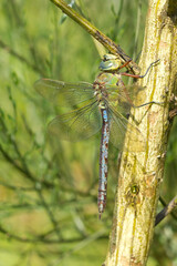  Anax imperator, perched on the branch