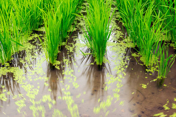 水田で流れる浮草