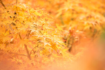 春は桜、秋は紅葉と日本を代表するふたつの風物詩