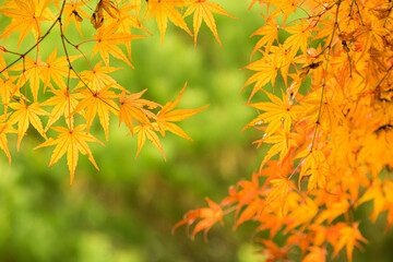 春は桜、秋は紅葉と日本を代表するふたつの風物詩