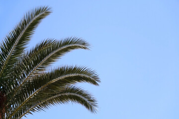Obraz na płótnie Canvas Palm tree leaves and bright blue sky. 