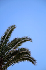 Fototapeta na wymiar Palm tree leaves and bright blue sky. 