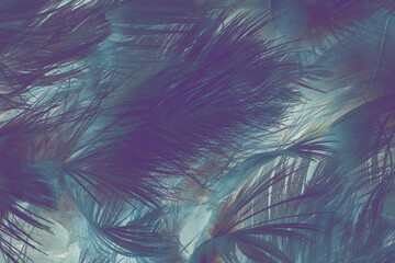 Beautiful Purple black feather pattern  texture background