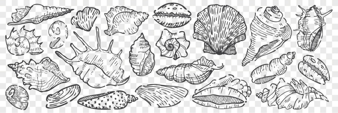 Hand drawn seashells doodle set.