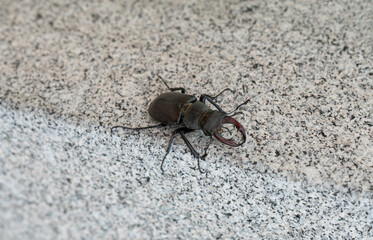 Stag beetle on the stone 