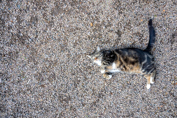 A brown and black cat is lying on the gravel covered ground with room for copy space