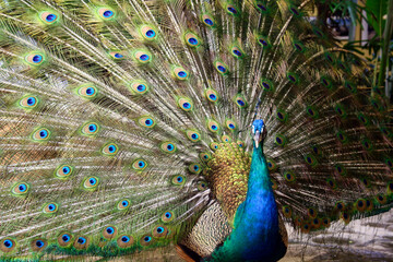 Beautiful peacock showing its colorful feathers
