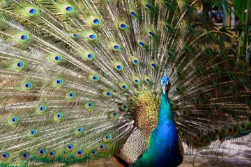 Fotobehang Beautiful peacock showing its colorful feathers © Mun Berle