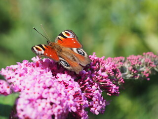 Heimischer Schmetterling der Tagpfauenauge genannt wird 