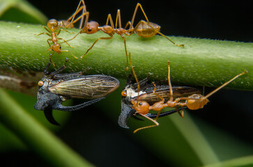Strange treehopper or Leafhopper Catching on the leaf stalk And there was a red ant waiting to eat nectar as a cicada's horn.